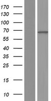 ls001262 cnga4 human over expression lysates nm 001037329 wb testing 1