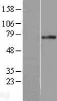 PLK3 Human Over-expression Lysates NM_004073