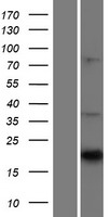 ls001270 cntf human over expression lysates nm 000614 wb testing 1