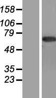 CNTF Receptor alpha (CNTFR) Human Over-expression Lysates NM_001842