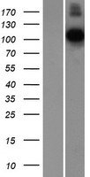 Contactin 1 (CNTN1) Human Over-expression Lysates NM_175038