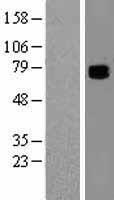 COL9A3 Human Over-expression Lysates NM_001853
