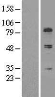 COL13A1 Human Over-expression Lysates NM_005203