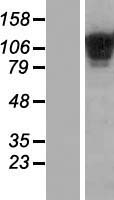 COL19A1 Human Over-expression Lysates NM_001858