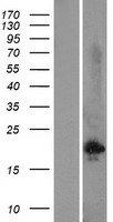 ls001318 copt2 slc31a2 human over expression lysates nm 001860 wb testing 1