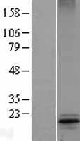 COX4 (COX4I1) Human Over-expression Lysates NM_001861