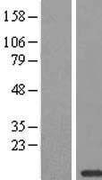 Cytochrome C Oxidase subunit VIc (COX6C) Human Over-expression Lysates NM_004374