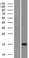 COX7A1 Human Over-expression Lysates NM_001864