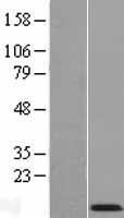 COX7A2 Human Over-expression Lysates NM_001865