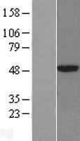 CPA3 Human Over-expression Lysates NM_001870