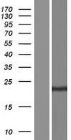 ls001366 claudin 7 cldn7 human over expression lysates nm 001185023 wb testing 1