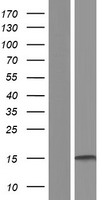 ls001389 crebl2 human over expression lysates nm 001310 wb testing 1
