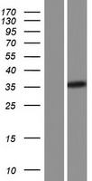 ls001390 crem human over expression lysates nm 183011 wb testing 5