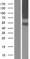 ls001394 crf1 crhr1 human over expression lysates nm 001145146 wb testing 1