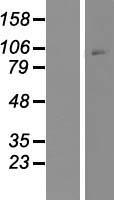 ls001394 crf1 crhr1 human over expression lysates nm 004382 wb testing 2