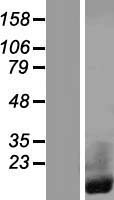 CRIP1 Human Over-expression Lysates NM_001311