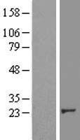 p38 (CRK) Human Over-expression Lysates NM_005206