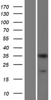 CRKL Human Over-expression Lysates NM_005207