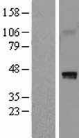 ls001404 hapln1 human over expression lysates nm 001884 wb testing 1