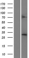 ls001429 cryz human over expression lysates nm 001130043 wb testing 1