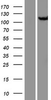 Cellular Apoptosis Susceptibility (CSE1L) Human Over-expression Lysates NM_001316