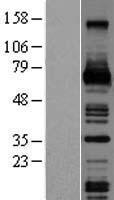 ls001435 m csf csf1 human over expression lysates nm 000757 wb testing 1