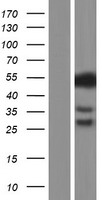 ls001435 m csf csf1 human over expression lysates nm 172210 wb testing 5