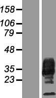 ls001435 m csf csf1 human over expression lysates nm 172211 wb testing 2