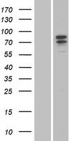 ls001441 gcsf receptor csf3r human over expression lysates nm 156038 wb testing 2