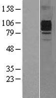 ls001441 gcsf receptor csf3r human over expression lysates nm 156039 wb testing 3