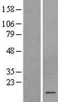 ls001444 cshl1 human over expression lysates nm 001318 wb testing 1