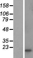 ls001444 cshl1 human over expression lysates nm 022580 wb testing 2