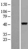 CSK Human Over-expression Lysates NM_004383