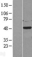 CSNK1G2 Human Over-expression Lysates NM_001319
