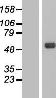 CSNK1G3 Human Over-expression Lysates NM_001031812