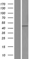 CSNK1G3 Human Over-expression Lysates NM_001044722