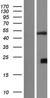 CSNK1G3 Human Over-expression Lysates NM_001044723