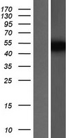 ls001456 csnk1g3 human over expression lysates nm 004384 wb testing 1