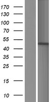 CKII alpha (CSNK2A1) Human Over-expression Lysates NM_001895