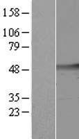 ls001477 cleavage stimulation factor cstf1 human over expression lysates nm 001033522 wb testing 5