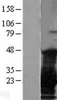 ls001485 ny eso 1 ctag1b human over expression lysates nm 001327 wb testing 1