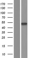 CTBP2 Human Over-expression Lysates NM_001083914