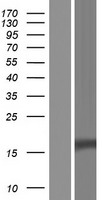 CTLA4 Human Over-expression Lysates NM_001037631