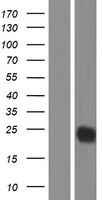 CTLA4 Human Over-expression Lysates NM_005214