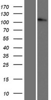 CTNND1 Human Over-expression Lysates NM_001085458