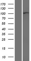 CTNND1 Human Over-expression Lysates NM_001085461