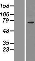 CUX1 Human Over-expression Lysates NM_001913
