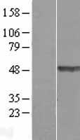 TEX28 Human Over-expression Lysates NM_001586