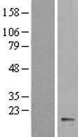 Cytochrome b5 (CYB5A) Human Over-expression Lysates NM_148923