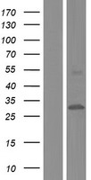 CYB561 Human Over-expression Lysates NM_001017916